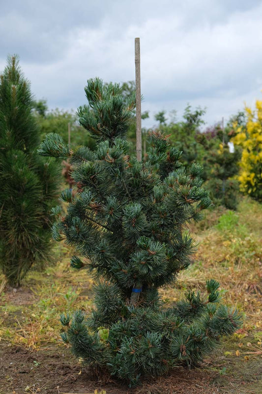 Pinus parviflora 'Iri-fune' solitair