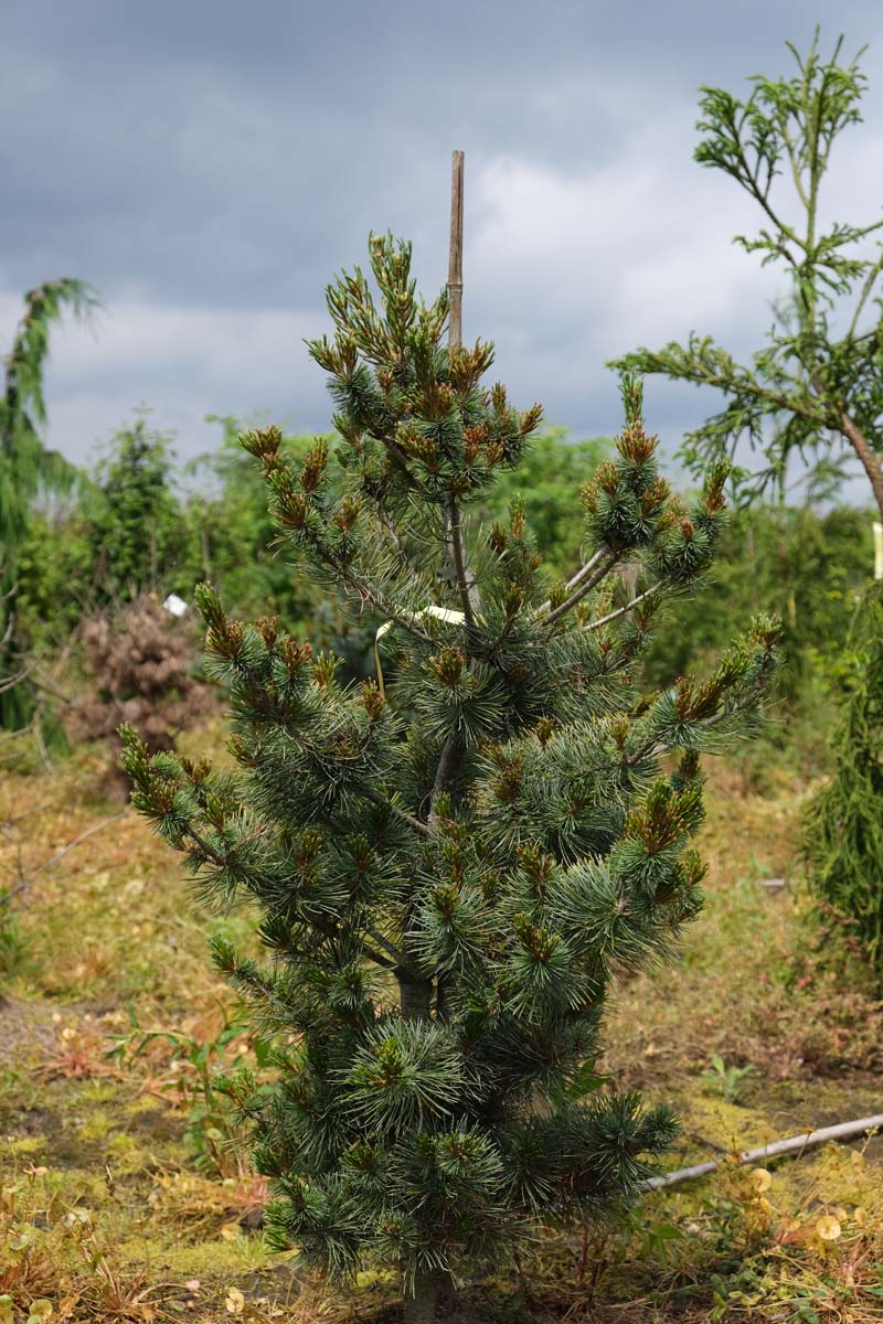 Pinus parviflora 'Negishi' solitair