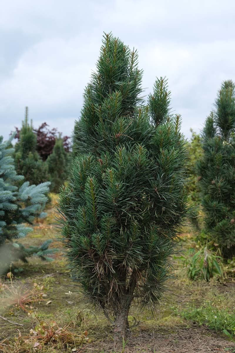 Pinus sylvestris 'Fastigiata' solitair