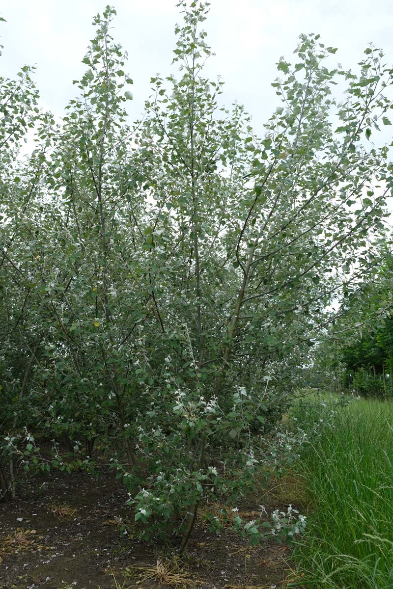 Populus alba meerstammig / struik meerstammig