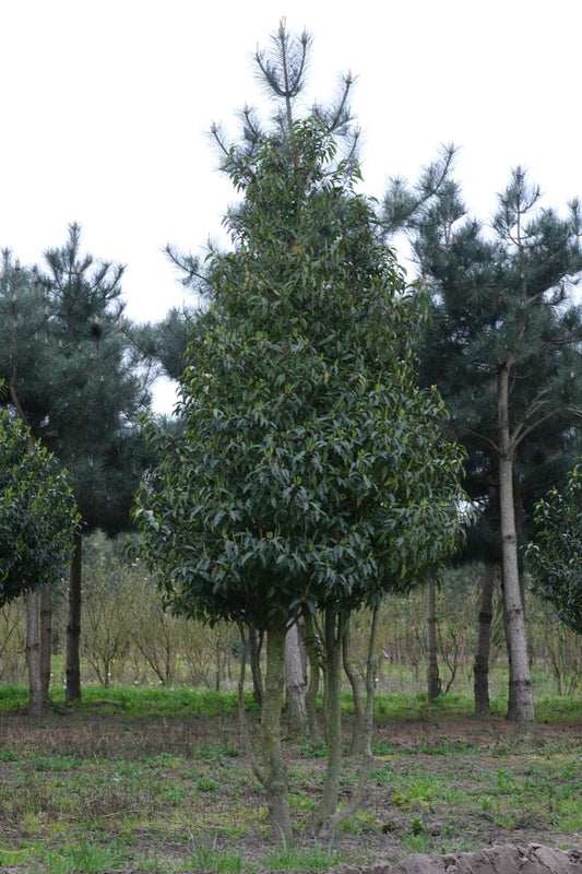 Prunus laurocerasus 'Angustifolia' op stam op stam