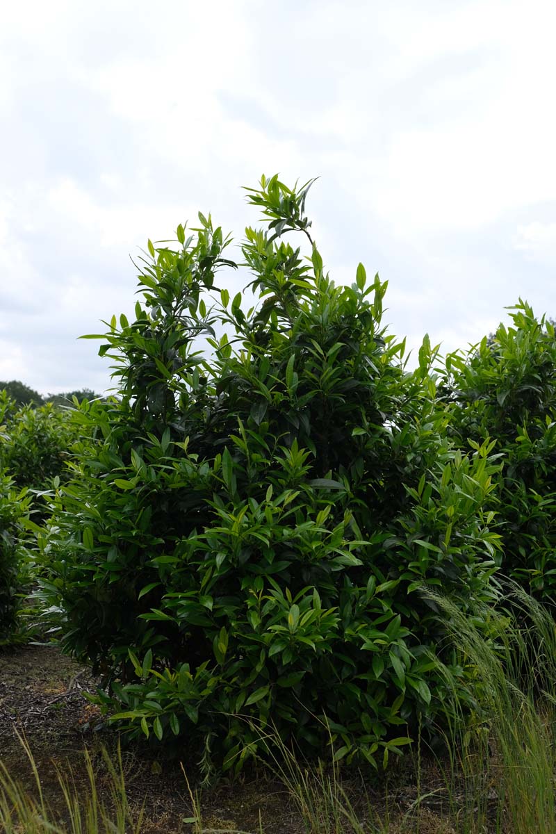 Prunus laurocerasus 'Herbergii' meerstammig / struik struik