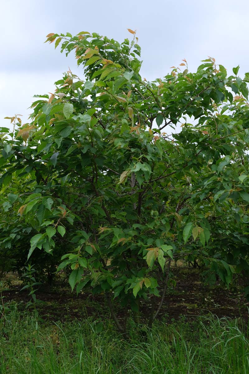 Prunus serrulata 'Shôgetsu' meerstammig / struik meerstammig