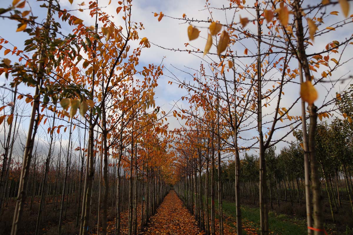 Prunus serrulata 'Sunset Boulevard' op stam op stam