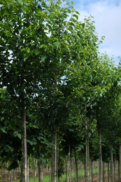 Pyrus calleryana 'Chanticleer' op stam op stam