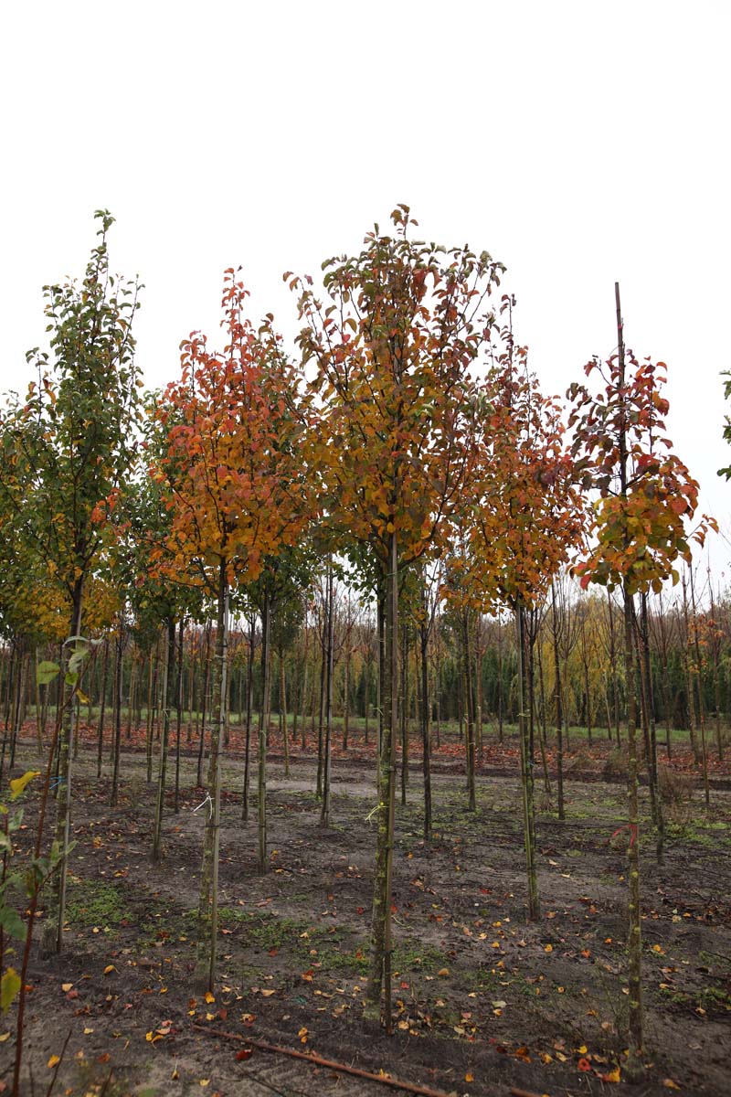 Pyrus calleryana 'Chanticleer' op stam op stam