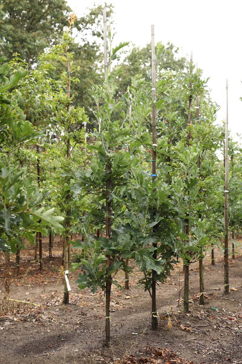 Quercus bimundorum 'Crimschmidt' op stam op stam