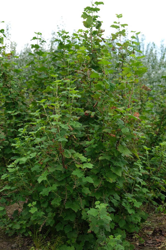 Ribes sanguineum meerstammig / struik struik