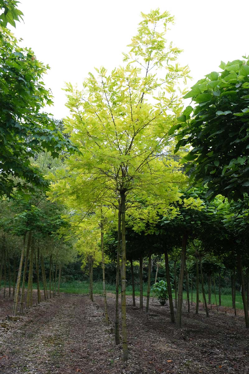 Robinia pseudoacacia 'Spierings Gold' op stam op stam