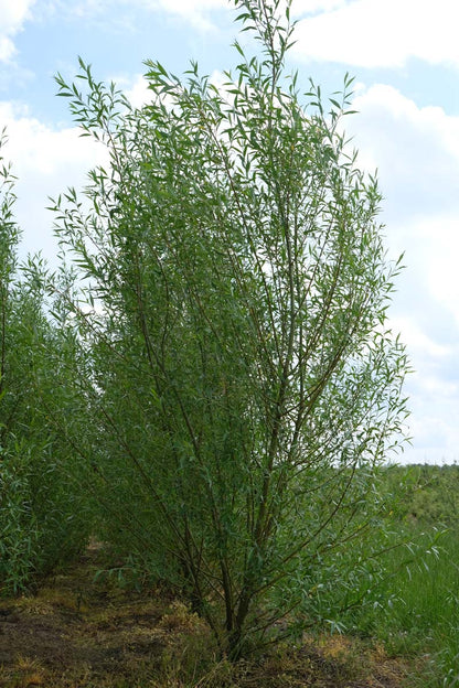 Salix alba 'Chermesina' meerstammig / struik meerstammig