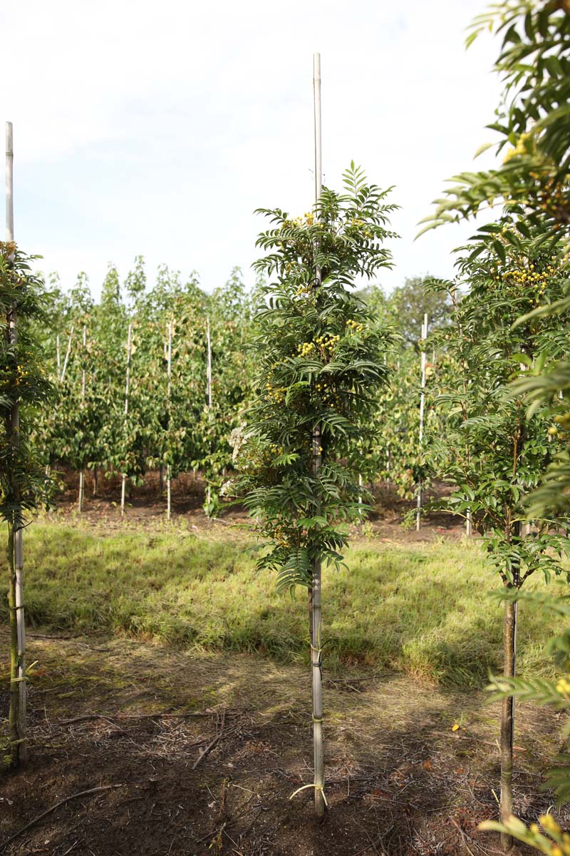 Sorbus 'Flanrock' op stam op stam