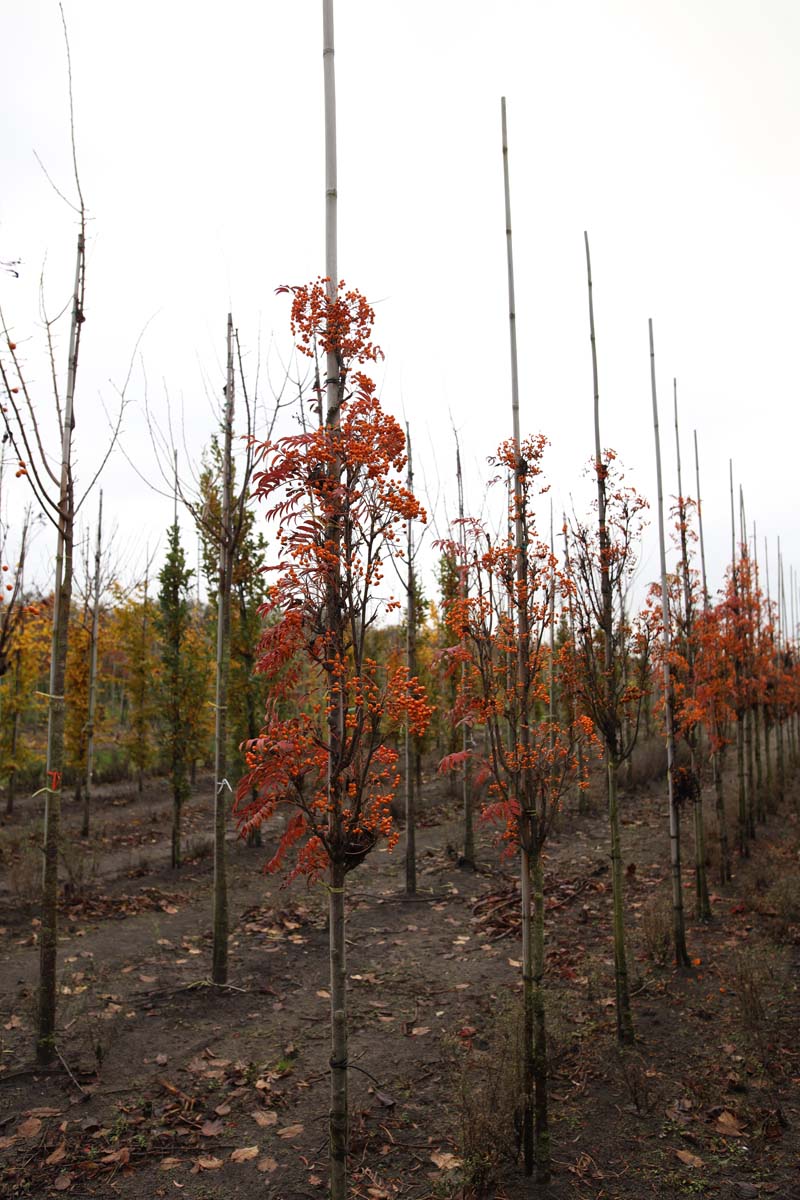 Sorbus 'Flanrock' op stam op stam