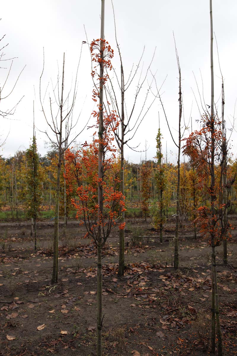 Sorbus 'Flanrock' op stam op stam