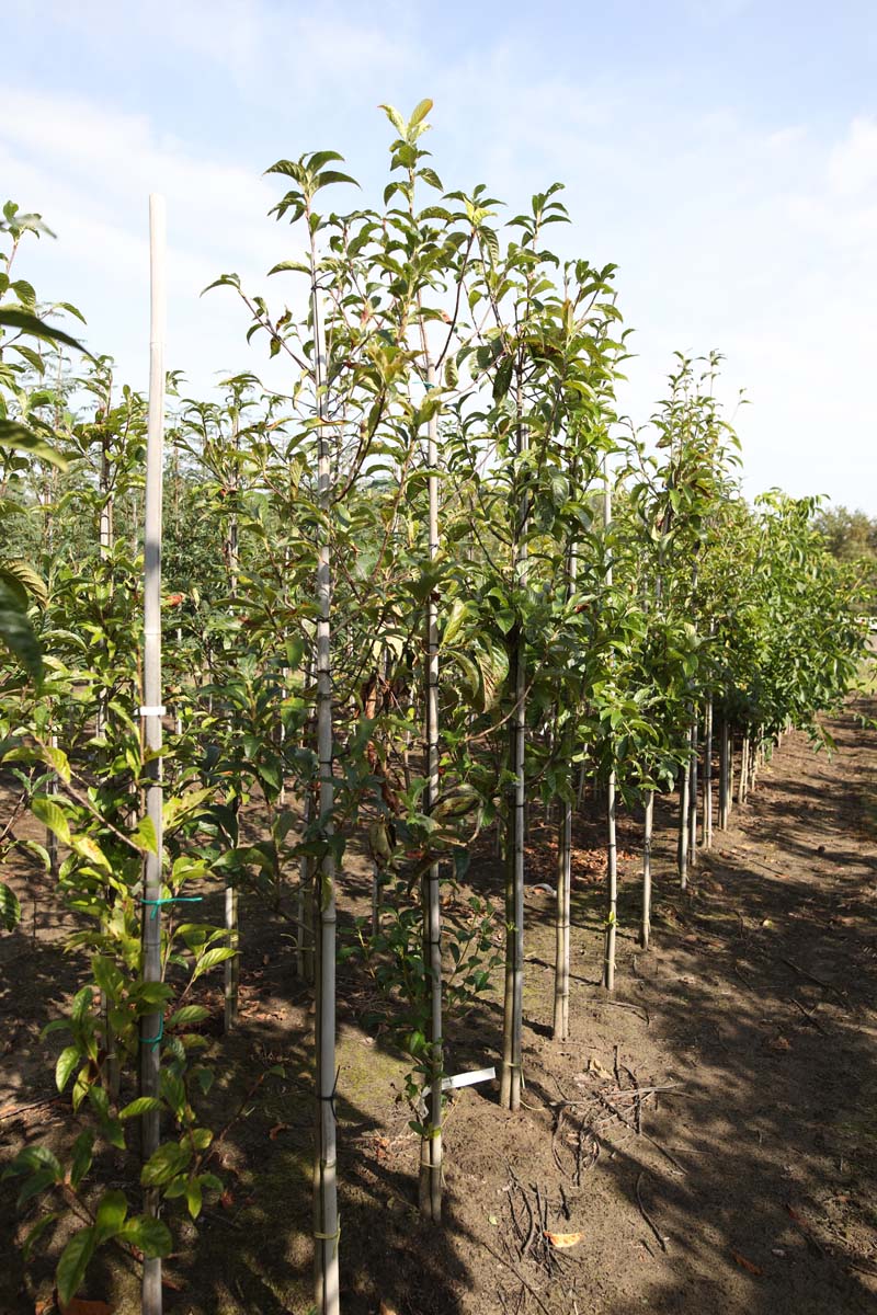 Sorbus keisslerii op stam op stam