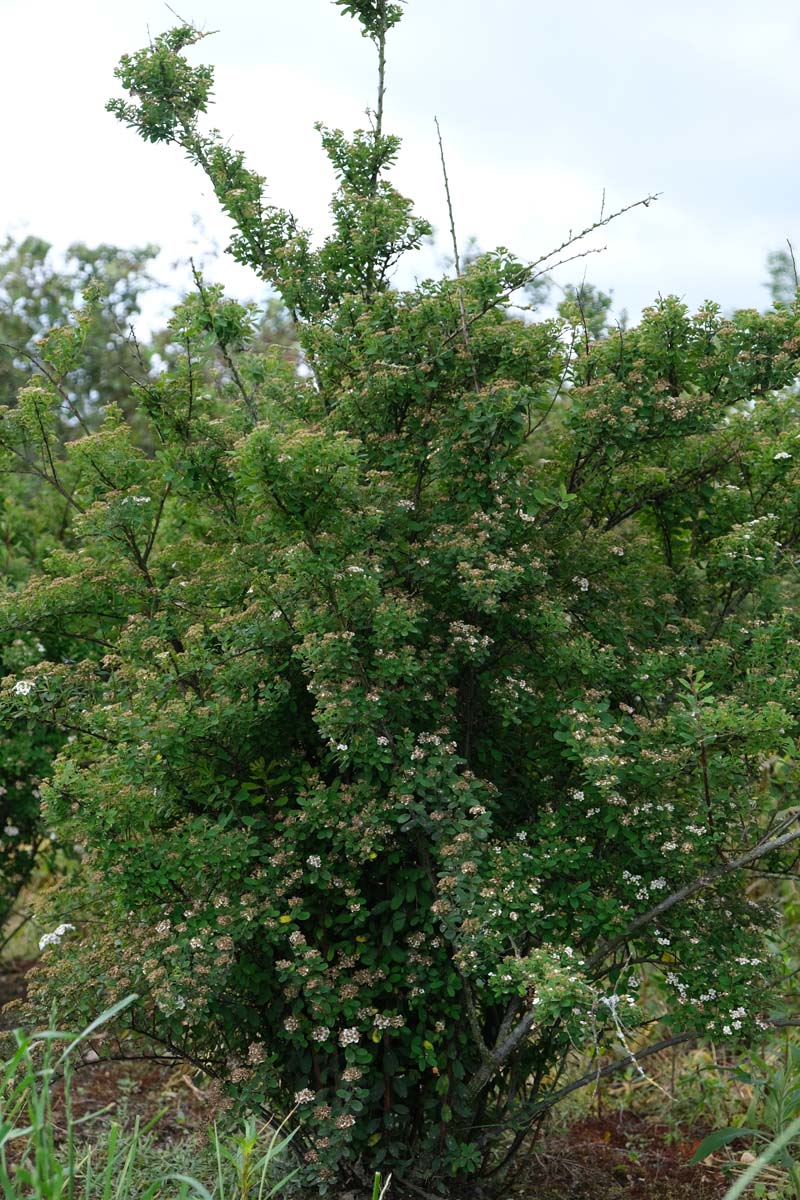 Spiraea nipponica 'Snowmound' meerstammig / struik struik