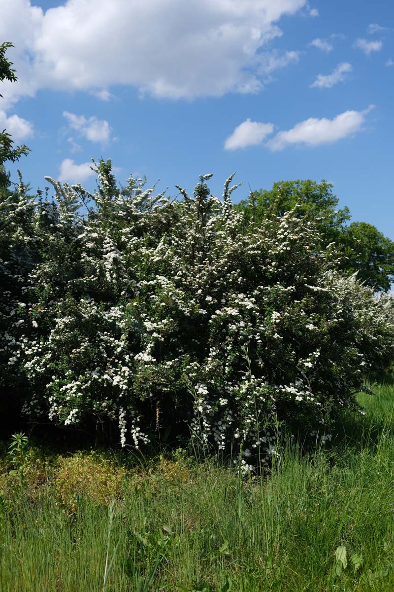 Spiraea nipponica 'Snowmound' meerstammig / struik struik