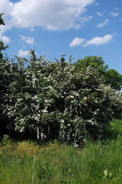 Spiraea nipponica 'Snowmound' meerstammig / struik struik