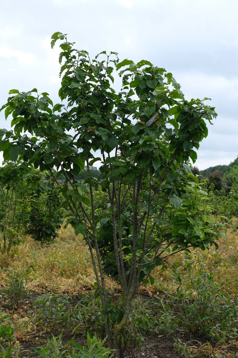 Syringa reticulata 'Ivory Silk' meerstammig / struik