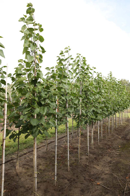Tilia americana 'American Sentry' op stam op stam