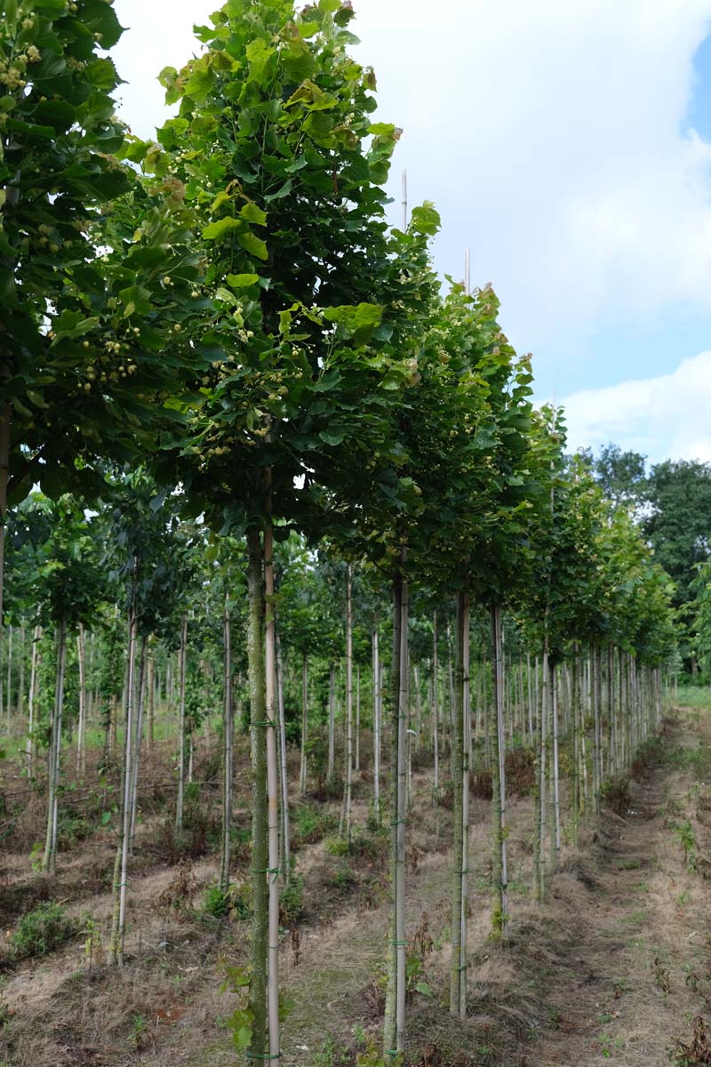 Tilia platyphyllos 'Zelzate' op stam op stam