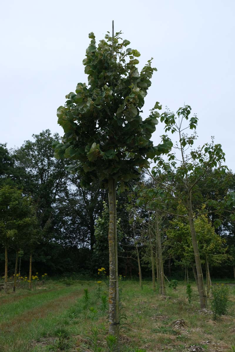 Tilia tomentosa 'Brabant' op stam op stam