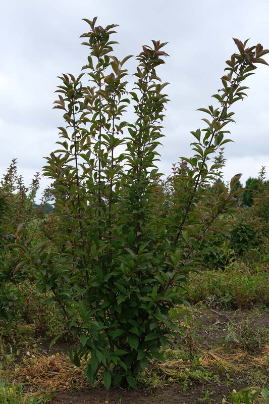 Viburnum bodnantense 'Charles Lamont' meerstammig / struik struik