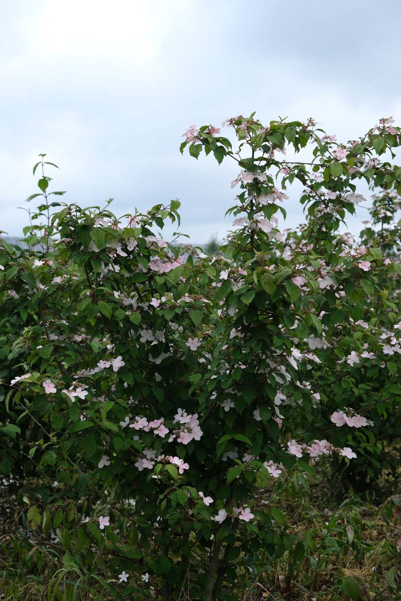 Viburnum plicatum 'Pink Beauty' meerstammig / struik struik