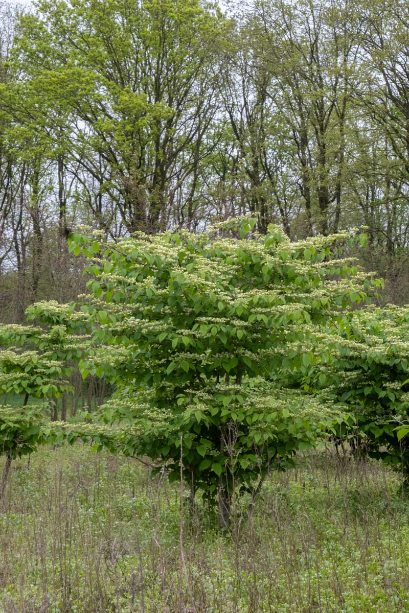 Viburnum plicatum 'Grandiflorum' meerstammig / struik struik