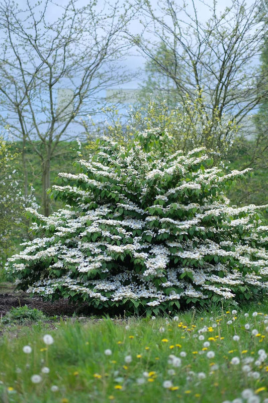Viburnum plicatum 'St Keverne' meerstammig / struik struik