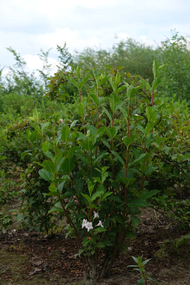 Weigela 'Rosea' meerstammig / struik struik
