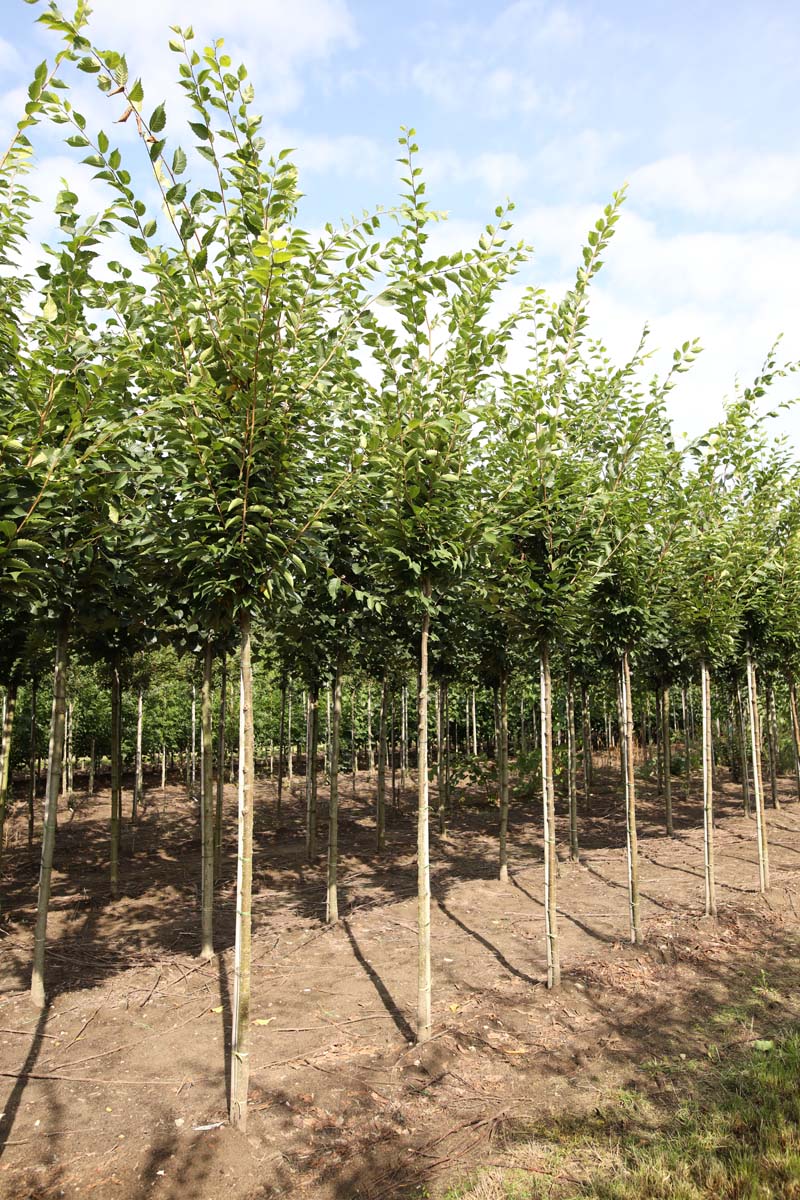 Zelkova serrata 'Fastigiata' op stam op stam