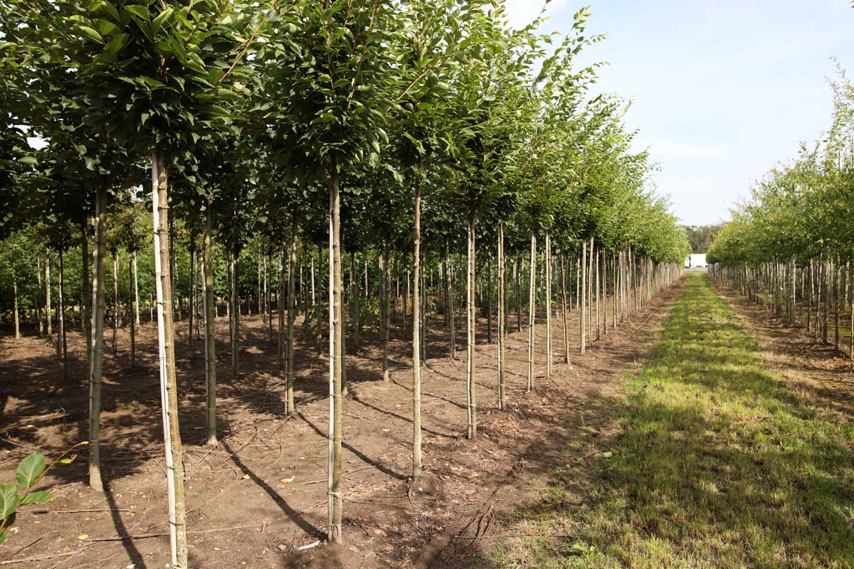 Zelkova serrata 'Fastigiata' op stam op stam