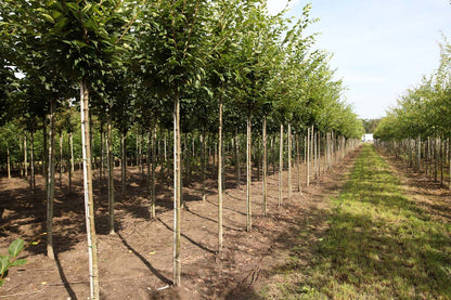 Zelkova serrata 'Fastigiata' op stam op stam