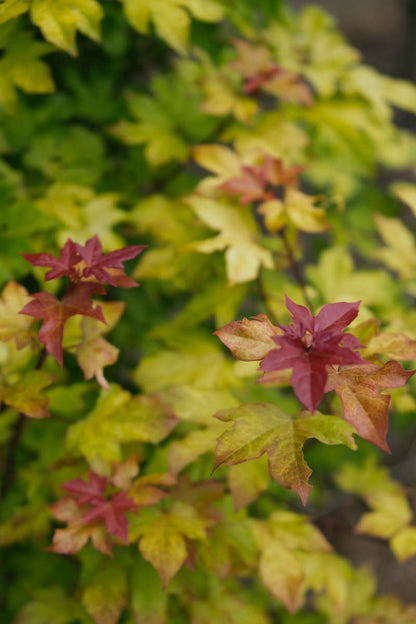 Acer 'Minorient' op stam blad