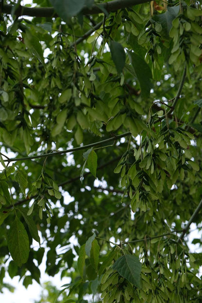 Acer negundo op stam zaaddoos