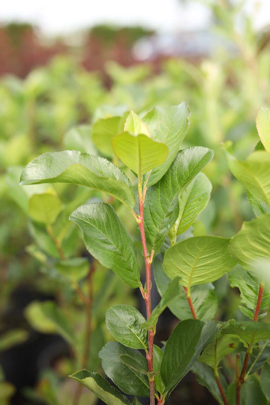 Aronia prunifolia 'Viking' haagplant blad