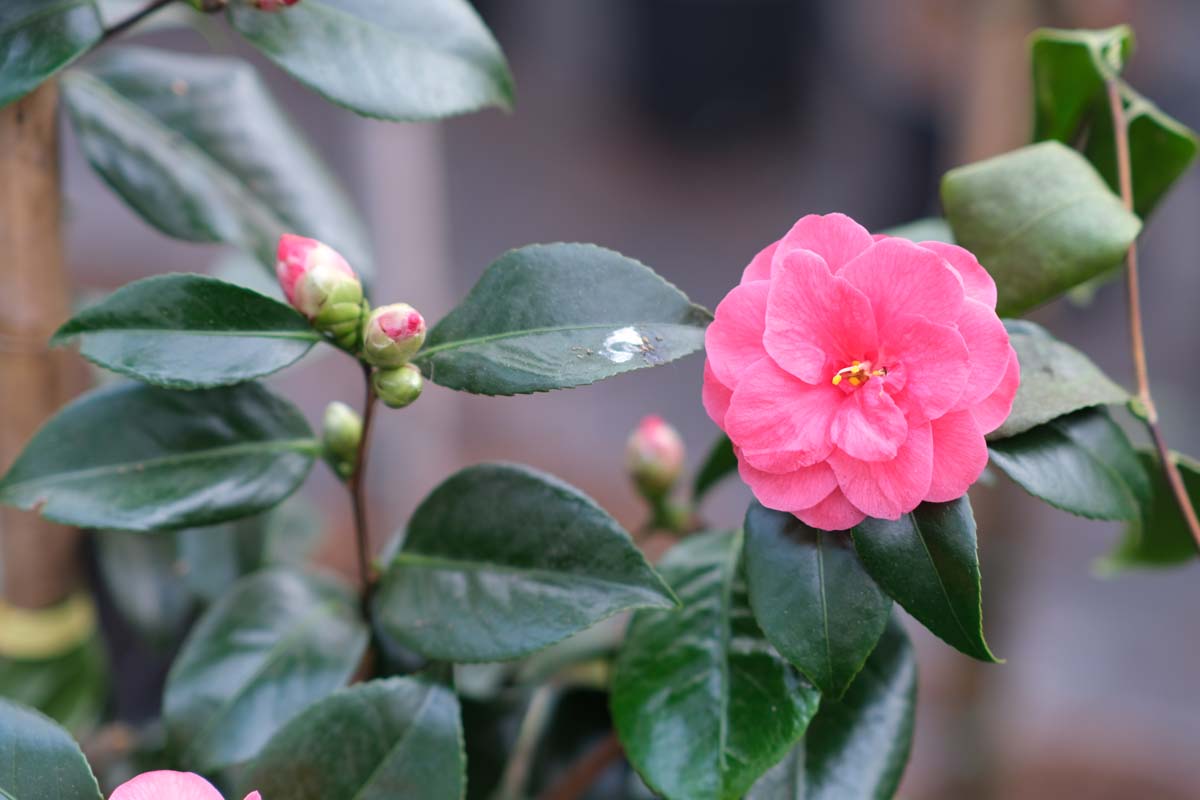 Camellia sinensis Tuinplanten bloem