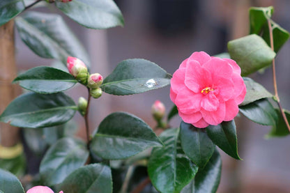 Camellia sinensis Tuinplanten bloem
