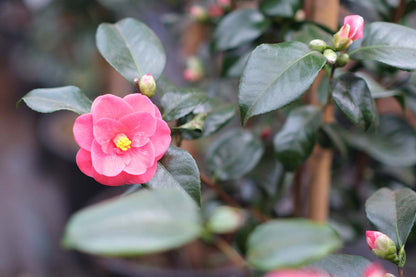 Camellia sinensis Tuinplanten bloem