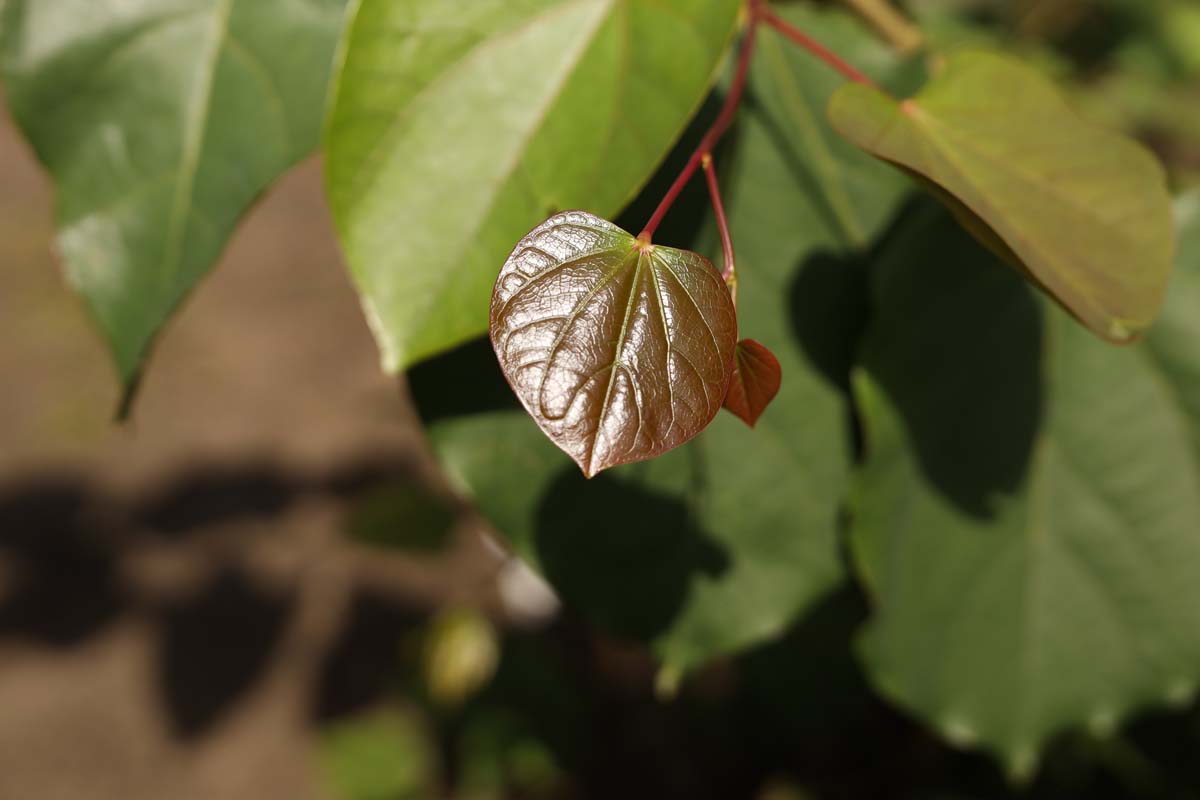 Cercis glabra Tuinplanten blad