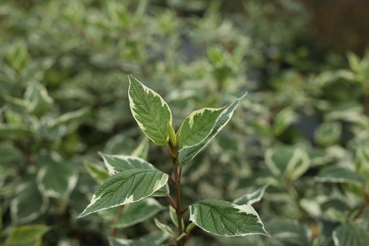 Cornus alba 'Elegantissima' op stam blad