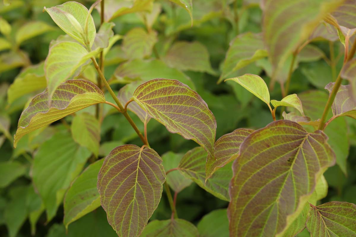 Cornus amomum 'Blue Cloud' Tuinplanten blad
