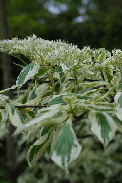 Cornus controversa 'Variegata' op stam bloem