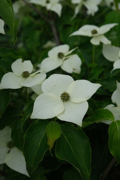 Cornus kousa 'Milky Way' Tuinplanten bloem