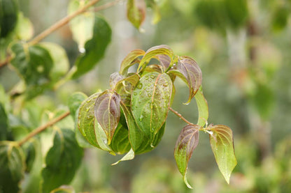 Cornus kousa 'Kreuzdame' op stam blad