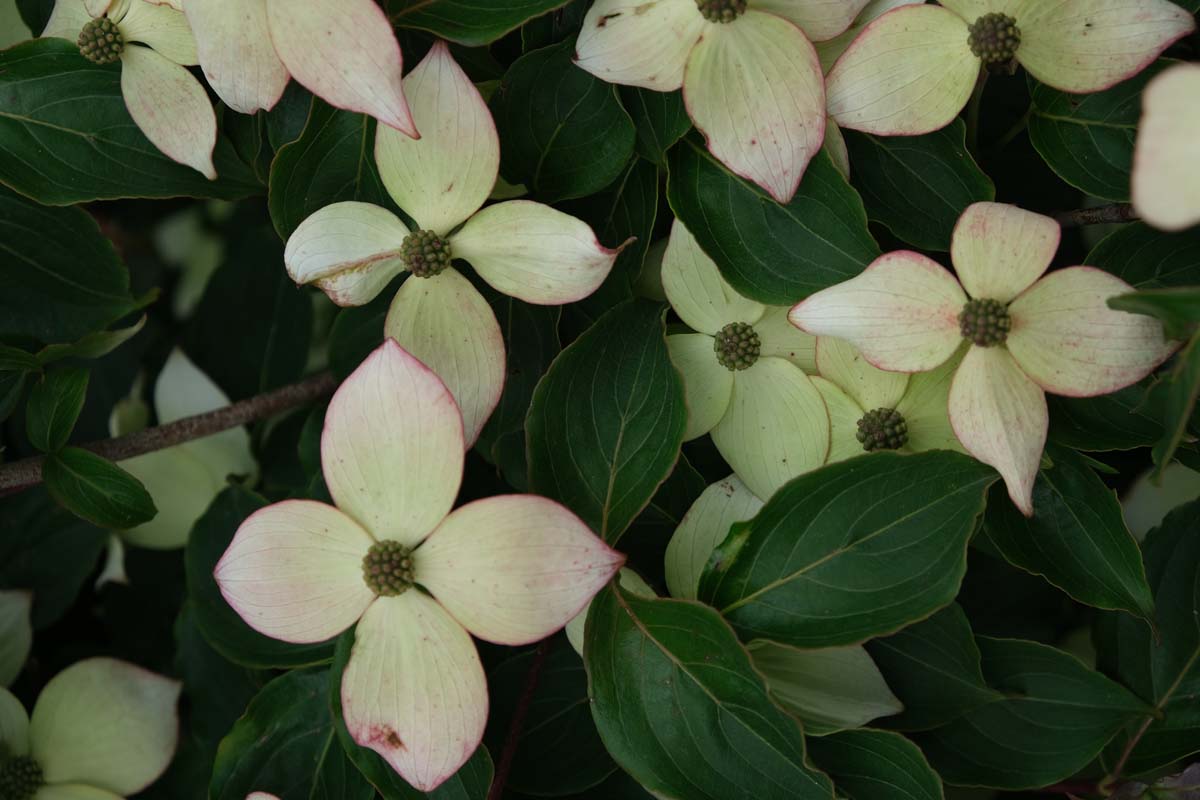 Cornus kousa 'Teutonia' meerstammig / struik bloem