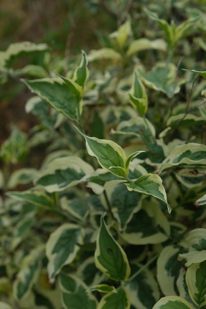 Cornus mas 'Variegata' Tuinplanten blad