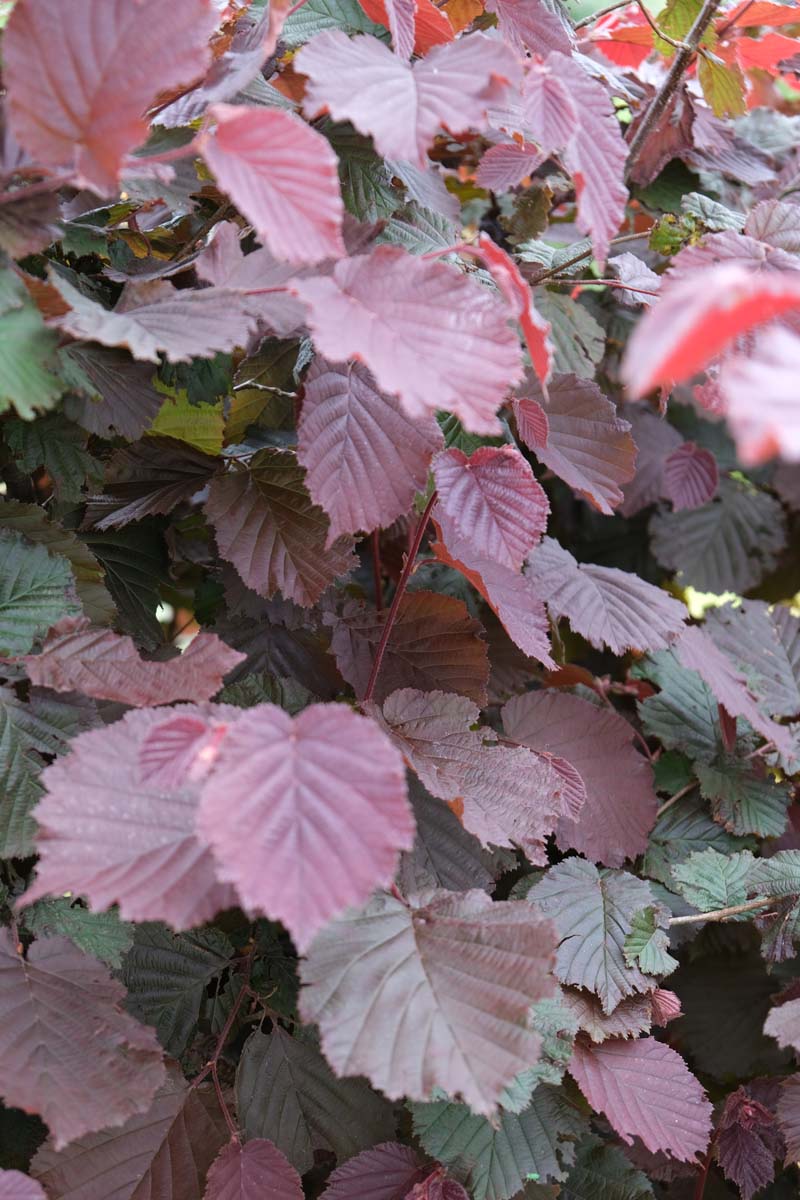 Corylus maxima 'Purpurea' haagplant blad
