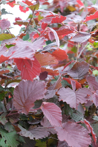 Corylus maxima 'Purpurea' haagplant blad