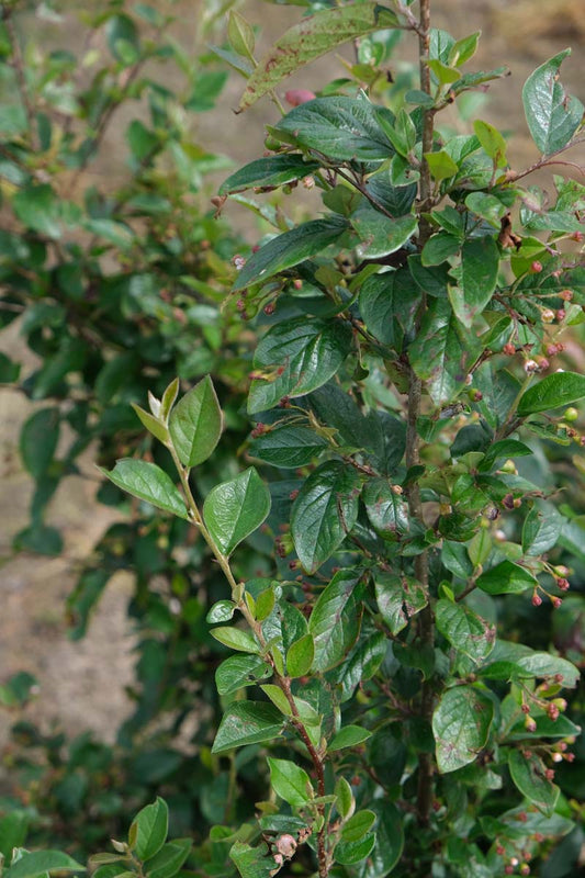 Cotoneaster lucidus meerstammig / struik blad